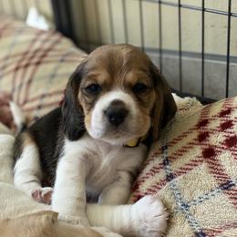Beagle Puppies from Majestic Beagles