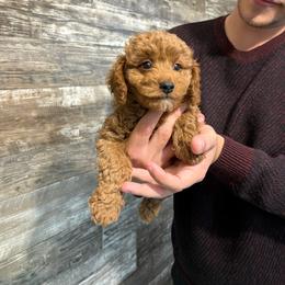 Tucker - Red  male Goldendoodle puppy in Hillsdale, Michigan from My Buddy Ol’ Paws