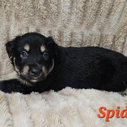 Spider (Miles) - Black tri male Miniature Australian Shepherd puppy in Orrtanna, Pennsylvania from Mountain Top Shepherd's