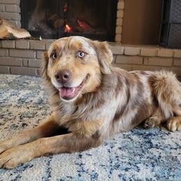 Leo - Australian Shepherd