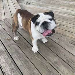 Norman - Bulldog