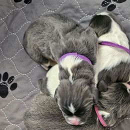 Olive - White and gray female Newfoundland puppy in Ohio from Vermillion Newfoundlands