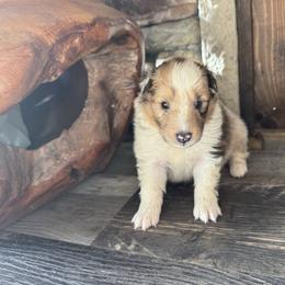 Sable Merle Girl 3 - Sable merle and white female Shetland Sheepdog puppy in Shirley, Arkansas from Lucky Pups
