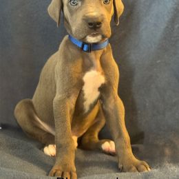 Great Dane Puppies from Mathias Danes