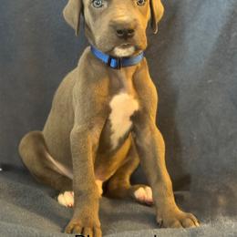 Great Dane Puppies from Mathias Danes