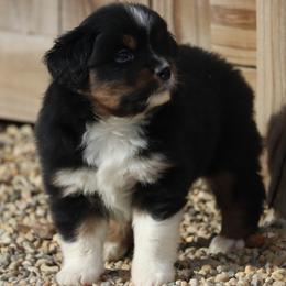 Border Collie, English Setter, and Miniature American Shepherd Puppies from First Harmony Farms
