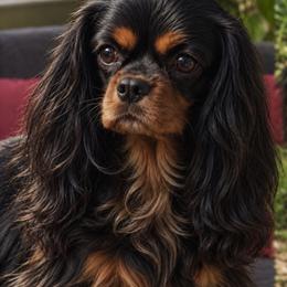 Salem - Cavalier King Charles Spaniel
