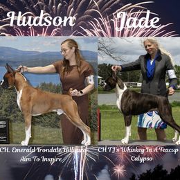 Boxer puppies from Nancy's Boxers