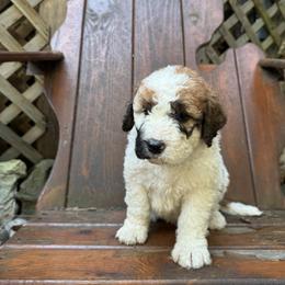 Hail - White and brown male Saint Berdoodle puppy in Traverse City, Michigan from Bare Paws Saint Berdoodles
