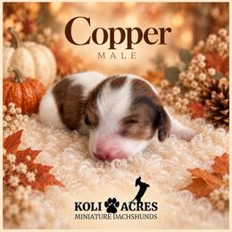 Copper - Chocolate Dapple Piebald - Dapple male Dachshund puppy in Kemp, Texas from Koli Acres
