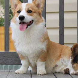 American Corgis and Pembroke Welsh Corgis from Barker's Corgis