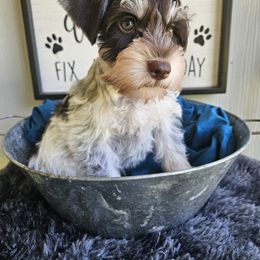 Gentleness - Parti female Miniature Schnauzer puppy in Crosby, Texas from Raisin' the Woof Schnauzers