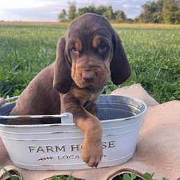 Bloodhounds from Coal Valley Kennels