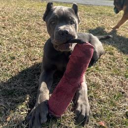 Kane - Gray male German Shepherd puppy in Hughesville, Maryland from Parsons German Shepherds