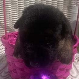 Dahlia - Black and red female German Shepherd puppy in Rockfield, Kentucky from Cheveyo German Shepherds
