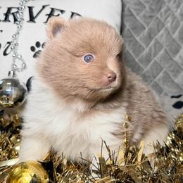 Wintergreen - Lavender male Pomeranian puppy in Clarksville, Tennessee from Bee Mine Maltipoos and Pomeranians