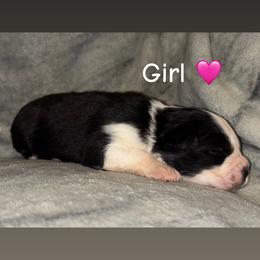Miniature Australian Shepherd Puppies from Deep South Aussie's