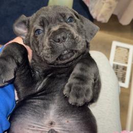 Cane Corso from Carter’s Corso