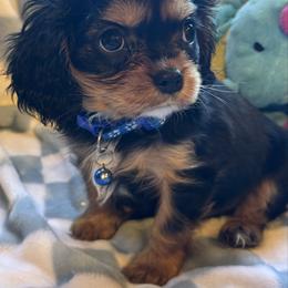 Tracker - Black and tan male Cavalier King Charles Spaniel puppy in Lawton, Oklahoma from Wild Wishes Cavaliers