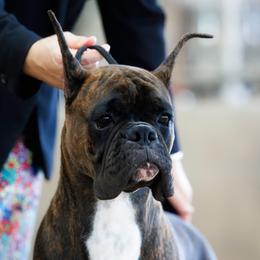Boxer puppies from Quinney’s Boxers and Boston Terriers