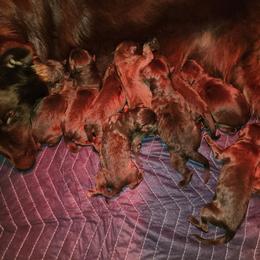 Beast - Liver male German Shepherd puppy in Los Lunas, New Mexico from Mali's German Shepherds LLC