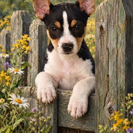 Rat Terrier Puppies from AdamsAcres Rat Terriers