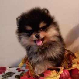 Mikey - Black and tan male Pomeranian puppy in Pembroke, Georgia from Triple P Babies/Pampered Pom Pom babies