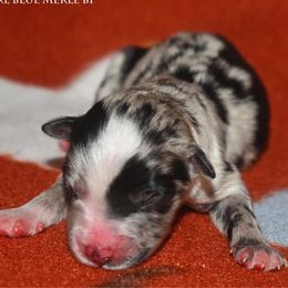 Queen - Blue merle female Miniature Australian Shepherd puppy in Patterson, North Carolina from DreamLine Aussies