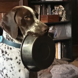 German Shorthaired Pointer Puppies from Edelmarke GSPs Reg’d