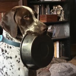 German Shorthaired Pointer Puppies from Edelmarke GSPs Reg’d