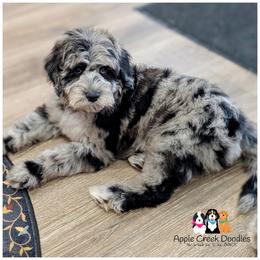 FERN - F1b - Wavy Coat - Beautiful Eyes...OFA-Genetics-2 Yr Warranty-Microchip. - Merle female Goldendoodle puppy in Jeddo, Michigan from Apple Creek Doodles