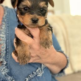Yorkshire Terrier Puppies from Stephanie Bone