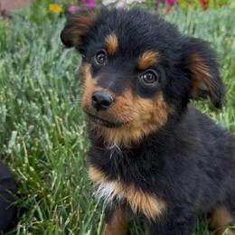 Onyx - Black tri female Toy Australian Shepherd puppy in Amarillo, Texas from Duclops Ranch Aussies