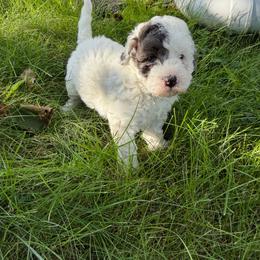 Justice - Parti female Goldendoodle puppy in Cherry Tree, Pennsylvania from Plum Creek Acres Next Generation