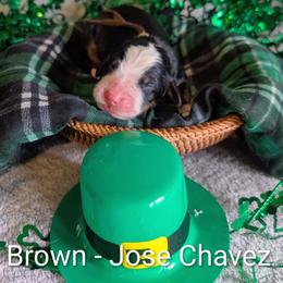 Brown - Jose Chavez - Black rust and white male Bernese Mountain Dog puppy in Marion, Indiana from Zarah's Bernese Mountain Dogs
