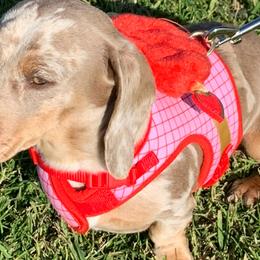Dachshunds from Keeping it mini kennels