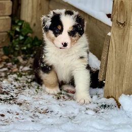 5 - Blue merle male Australian Shepherd puppy in Dayton, Ohio from Willowlake Australian Shepherds