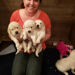 Golden Retriever Puppies from Skarlotte Goldens
