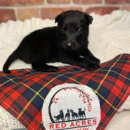 Belgian Malinois Puppies from Red Acres Working Line K9s