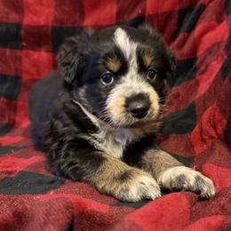Wynter - Black tri-color female Australian Shepherd puppy in Quaker City, Ohio from Wagon Wheel Aussies and Corgi’s