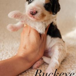 Bernedoodle Puppies from 5280 Bernedoodles