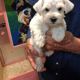 Miniature Schnauzer Puppies from Circle R Ranch