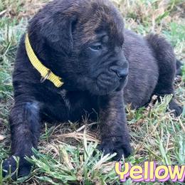 Cash - Brindle male Mastiff puppy in Carthage, Missouri from Mama’s Mastiffs