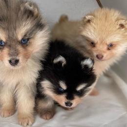 Pomskies from Cali Pomskies