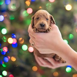 Poodle Puppies from Miller Creek Standard Poodles