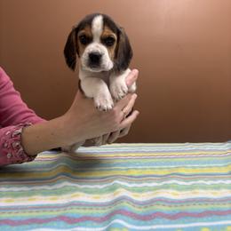 Herald - Black white and tan male Beagle puppy in St. Cloud, Minnesota from Beagle Blessings