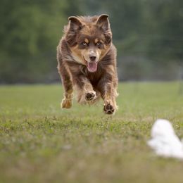 Fennec - Australian Shepherd