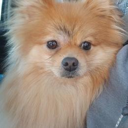 Kyrie - Pomeranian