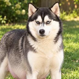 Stella - Pomsky