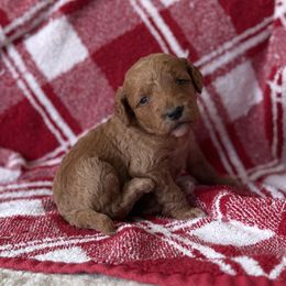 Magenta - Red  female Goldendoodle puppy in Fayetteville, Arkansas from Mountain Grove Doodles